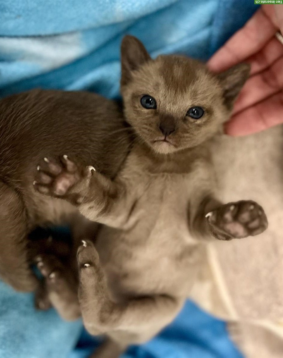 Burma Kitten, weiblich + männlich zu verkaufen