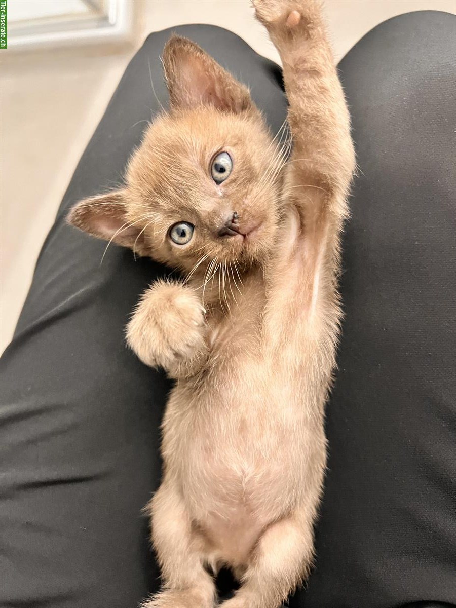 Bild 2: Burma Kitten, weiblich + männlich zu verkaufen