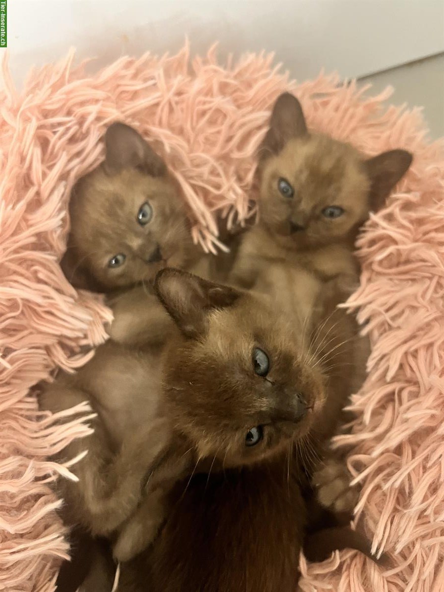 Bild 3: Burma Kitten, weiblich + männlich zu verkaufen