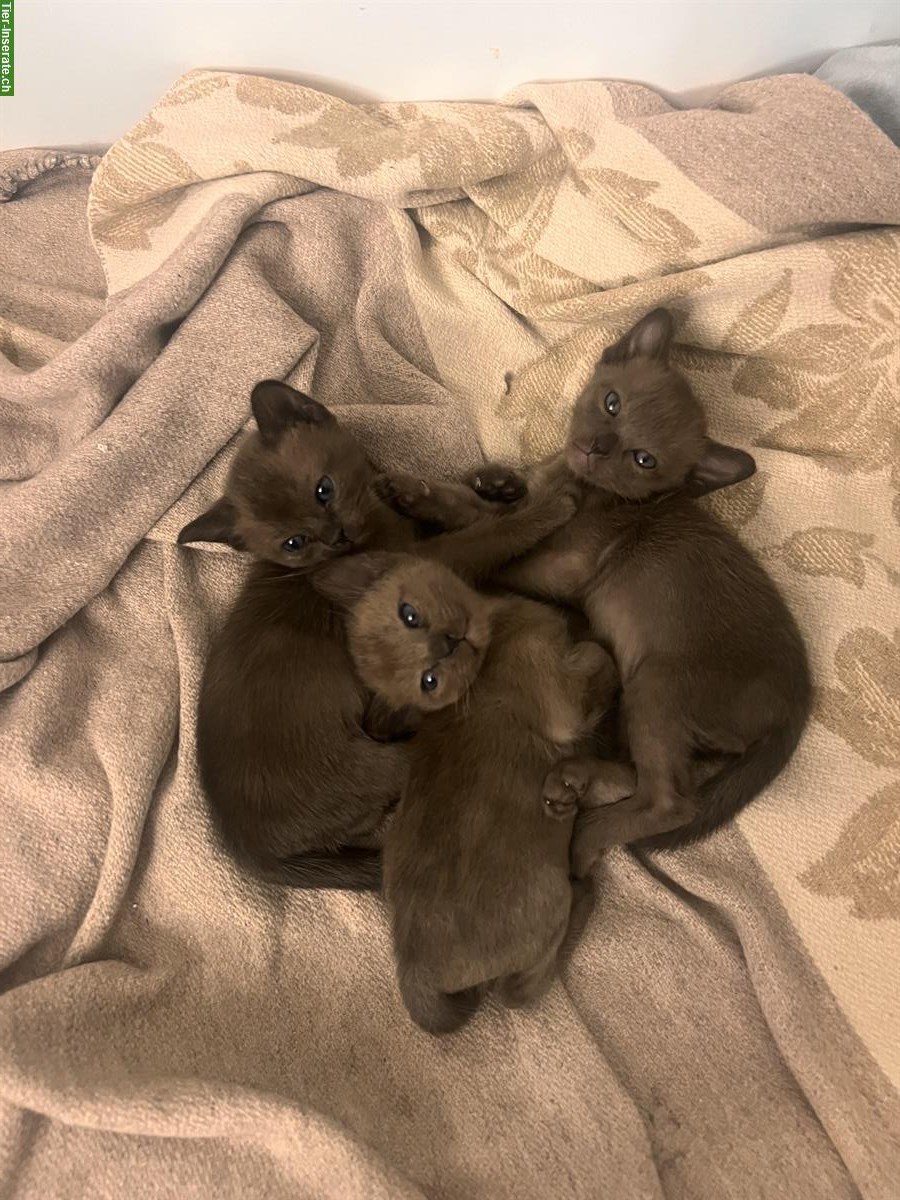 Bild 4: Burma Kitten, weiblich + männlich zu verkaufen