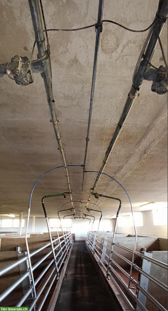 Schweinemast Fütterungsanlage inkl. Wasserversorgung