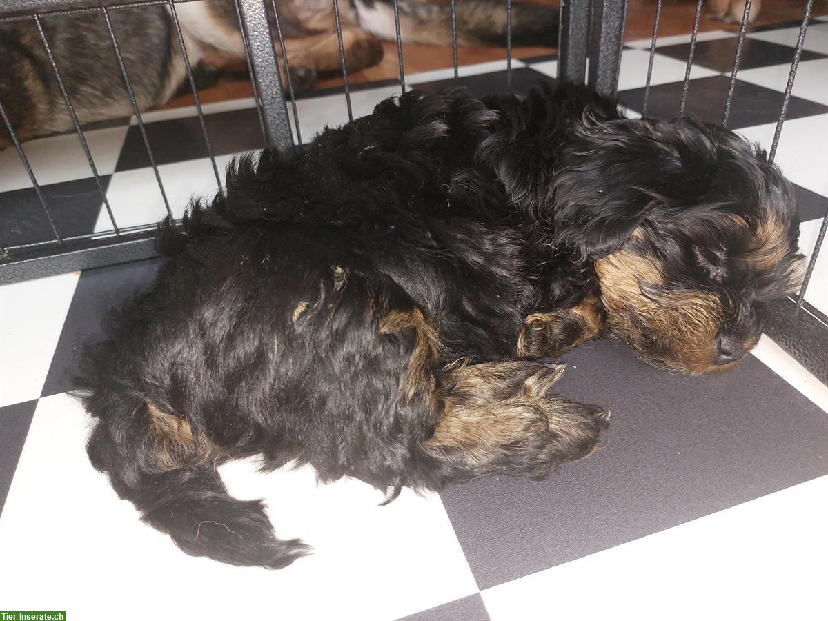 Havaneser Welpen suchen ein neues Zuhause