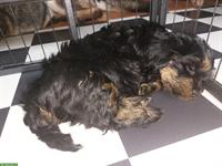 Havaneser Welpen suchen ein neues Zuhause