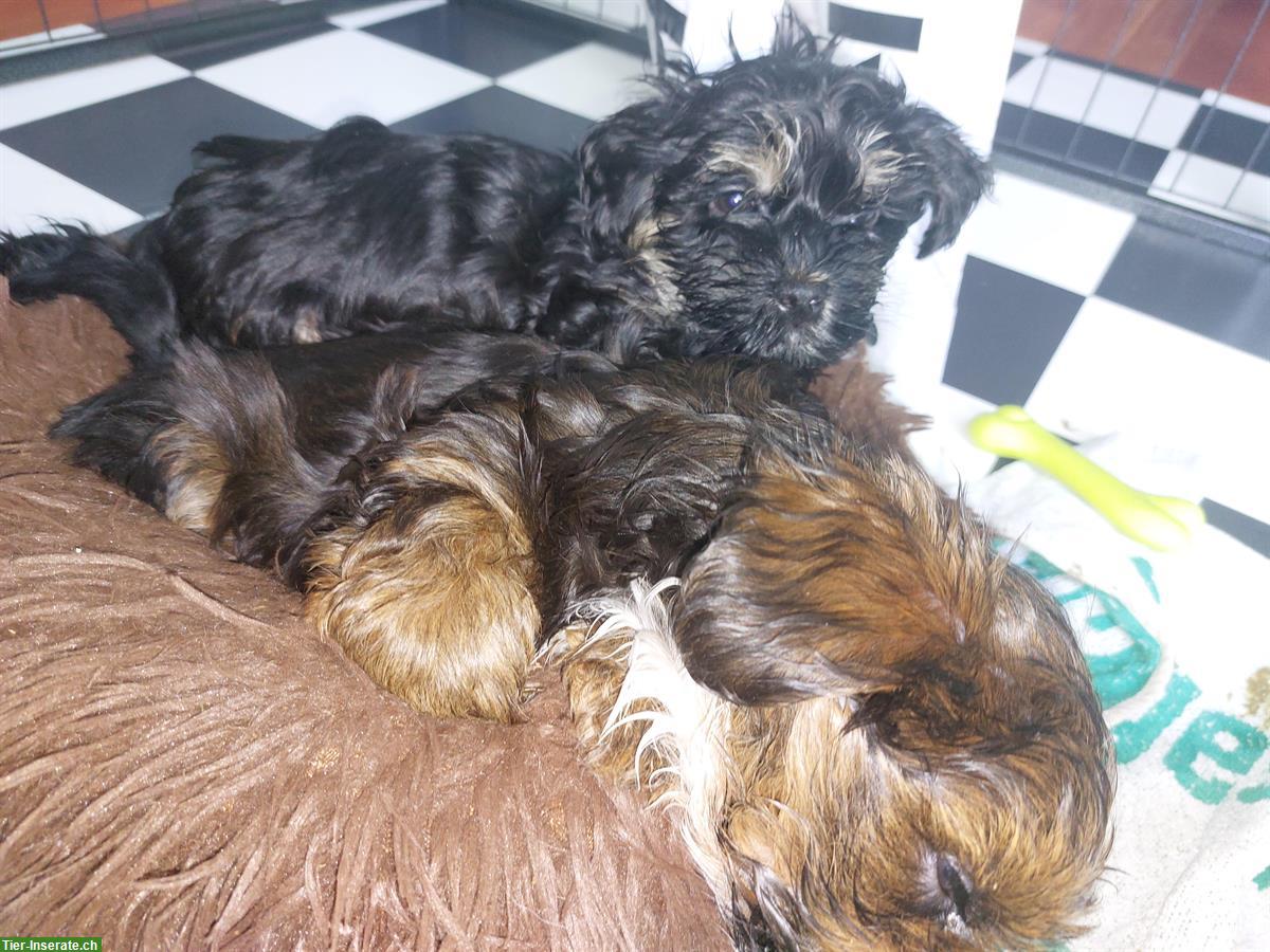 Bild 2: Havaneser Welpen suchen ein neues Zuhause