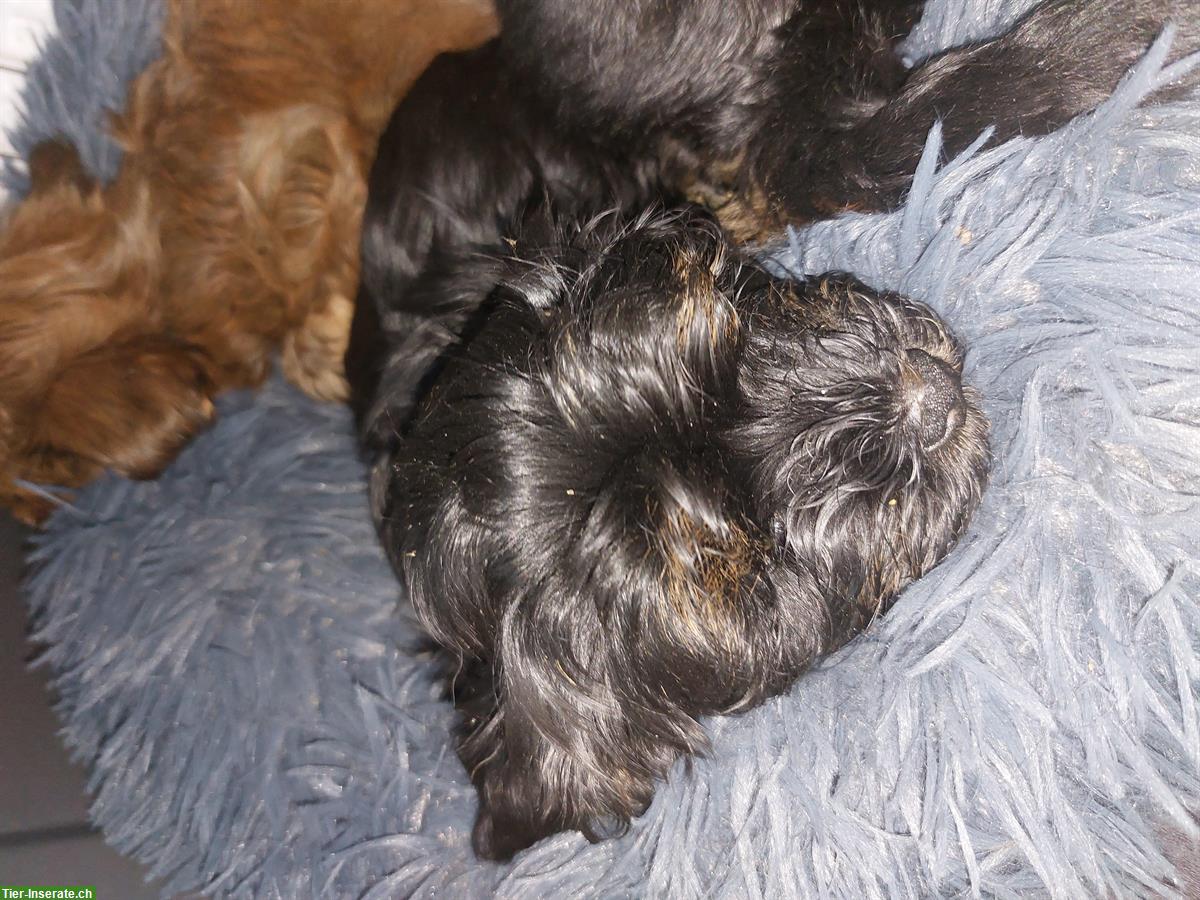 Bild 3: Havaneser Welpen suchen ein neues Zuhause