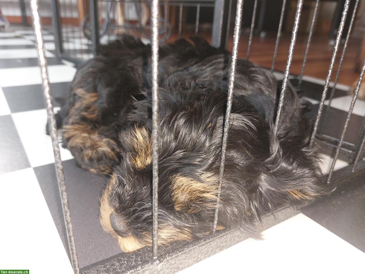 Bild 4: Havaneser Welpen suchen ein neues Zuhause