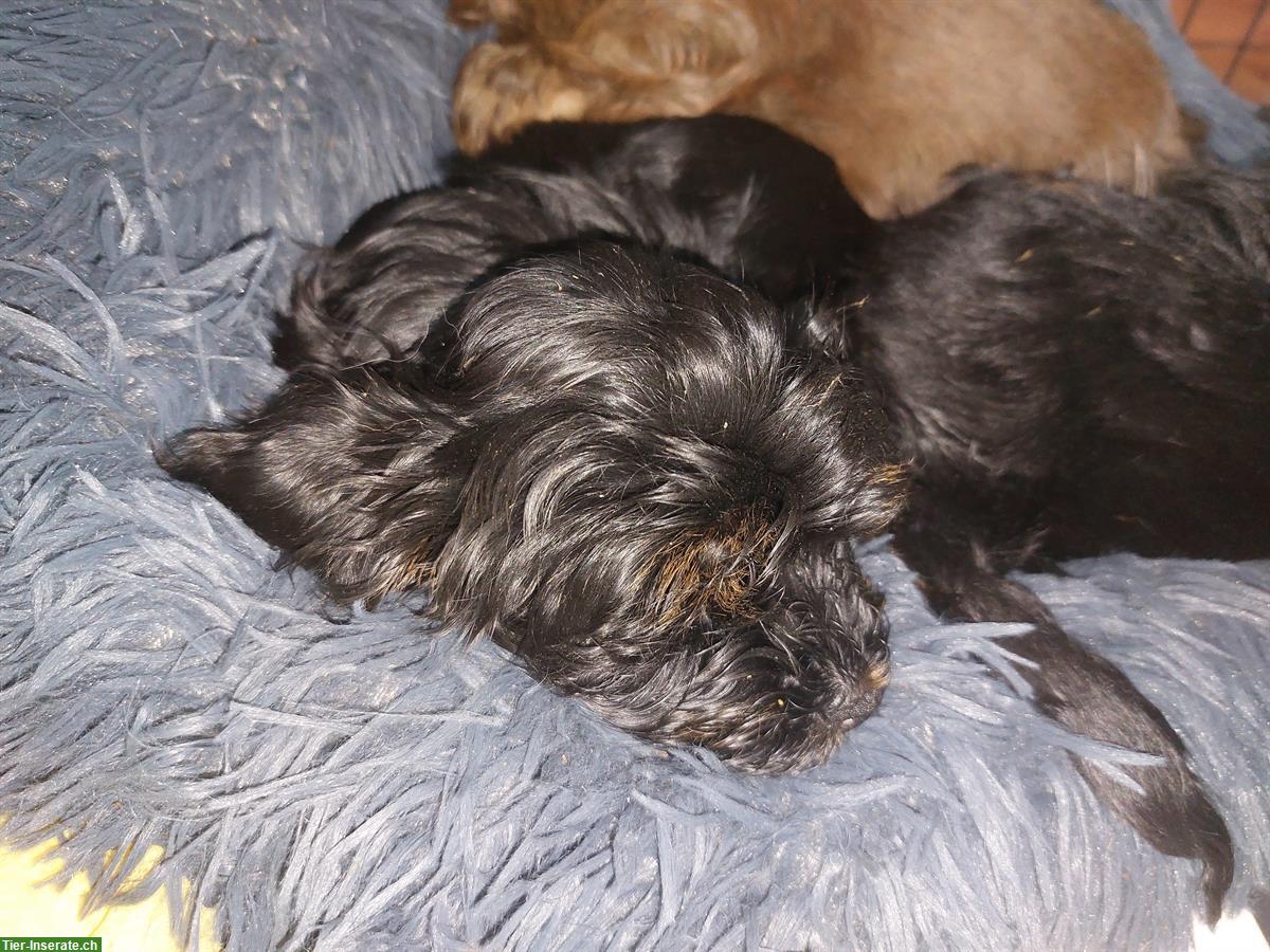 Bild 5: Havaneser Welpen suchen ein neues Zuhause