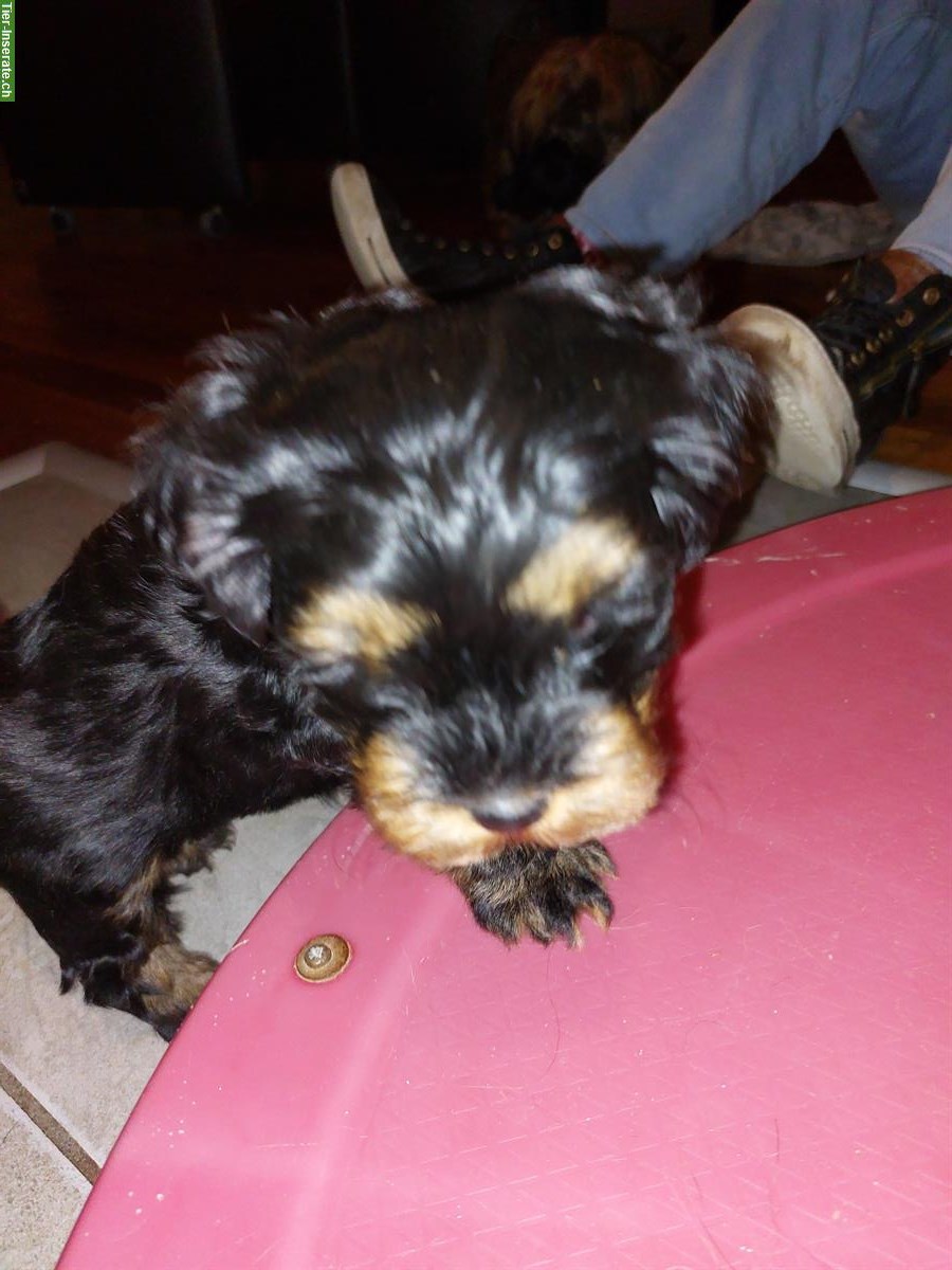 Bild 6: Havaneser Welpen suchen ein neues Zuhause