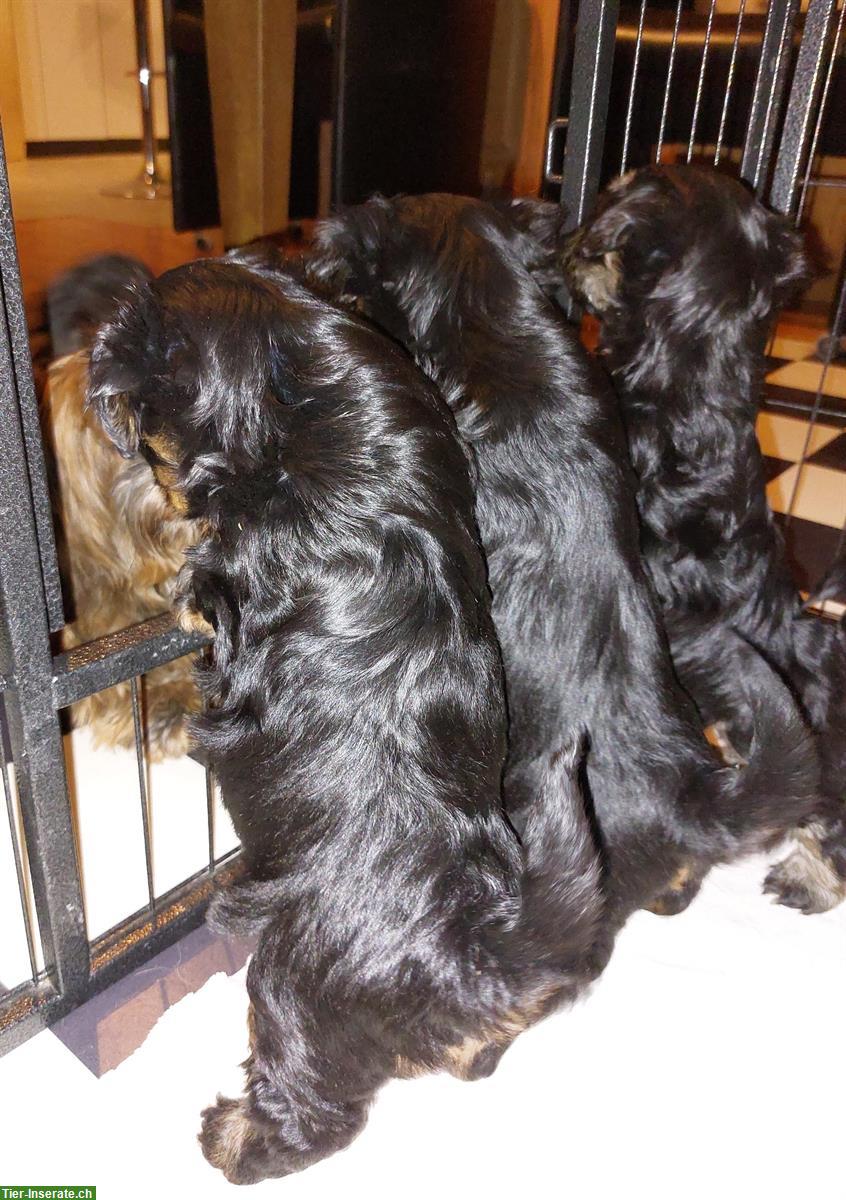 Bild 7: Havaneser Welpen suchen ein neues Zuhause