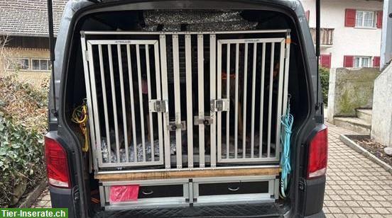 Hunde Doppelbox XXL für VW T6.1 Transporter