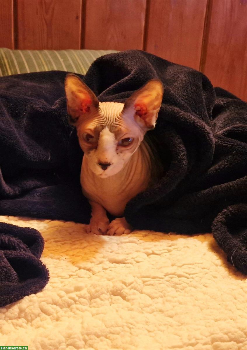 Canadian Sphynx Kätzin sucht neues (Einzelplatz) Zuhause