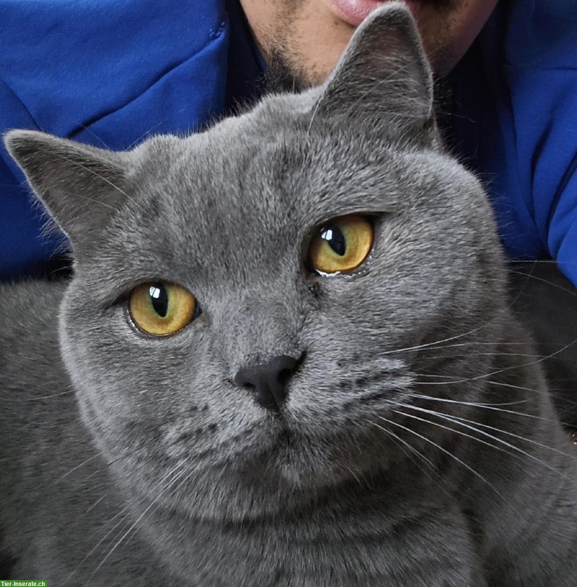 2 BKH Katzen suchen schweren Herzens ein neues Zuhause