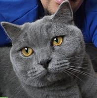 2 BKH Katzen suchen schweren Herzens ein neues Zuhause