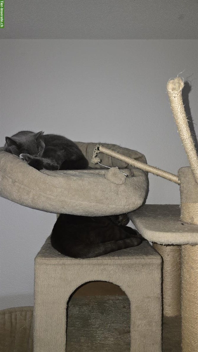 Bild 10: 2 BKH Katzen suchen schweren Herzens ein neues Zuhause