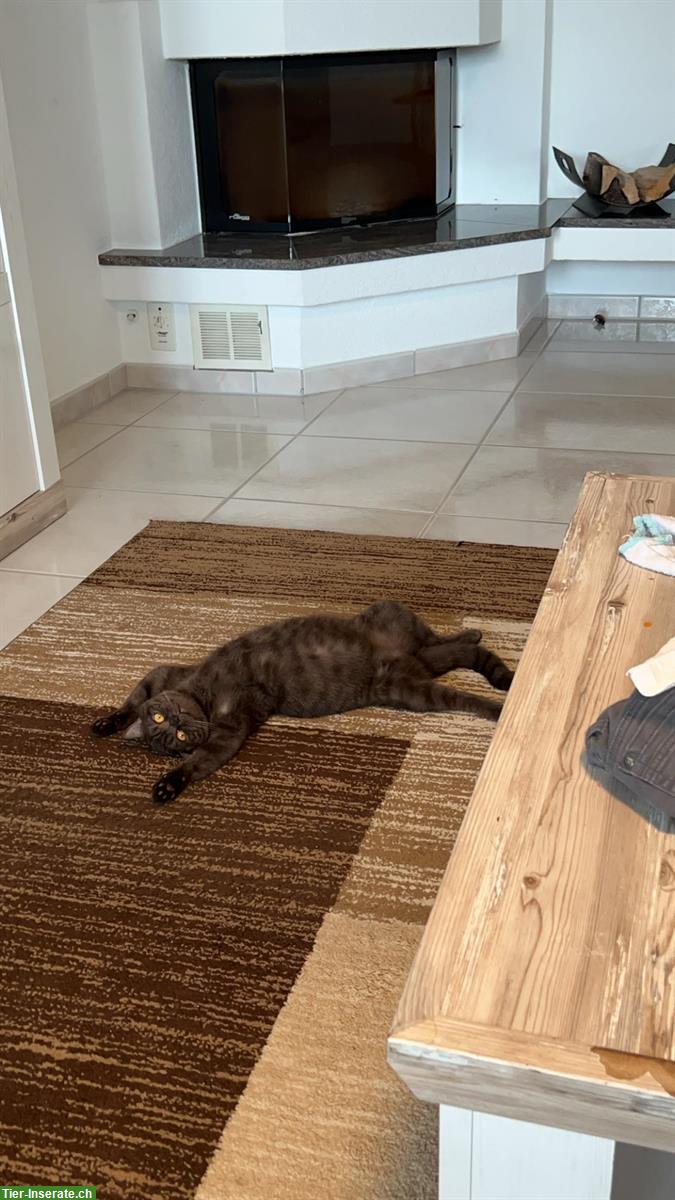 Bild 2: 2 BKH Katzen suchen schweren Herzens ein neues Zuhause