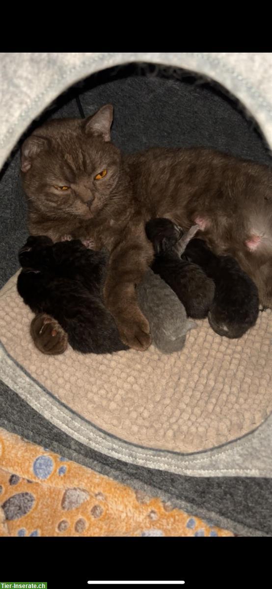 Bild 3: 2 BKH Katzen suchen schweren Herzens ein neues Zuhause