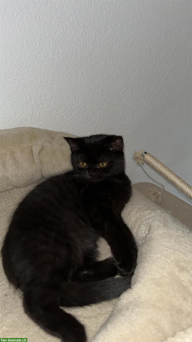 Bild 4: 2 BKH Katzen suchen schweren Herzens ein neues Zuhause