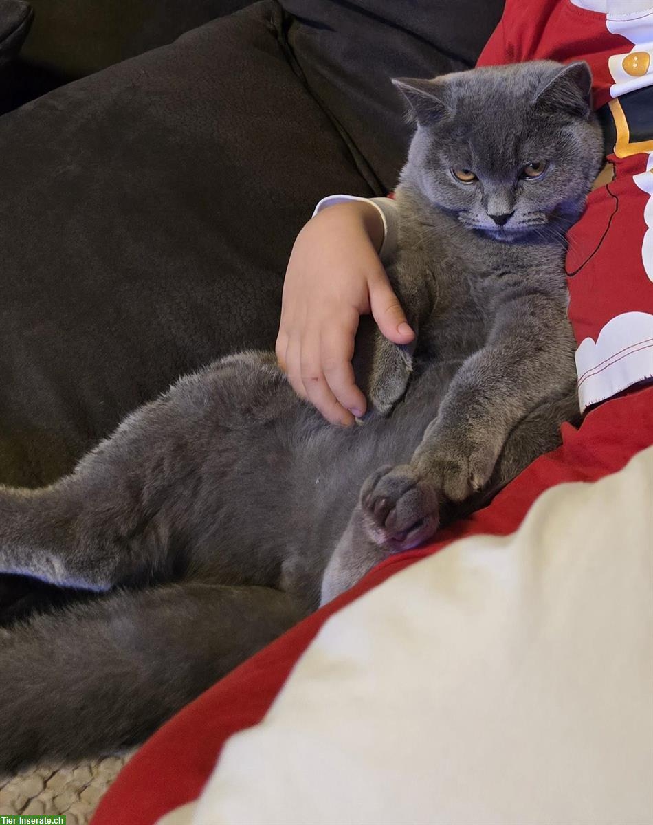 Bild 5: 2 BKH Katzen suchen schweren Herzens ein neues Zuhause