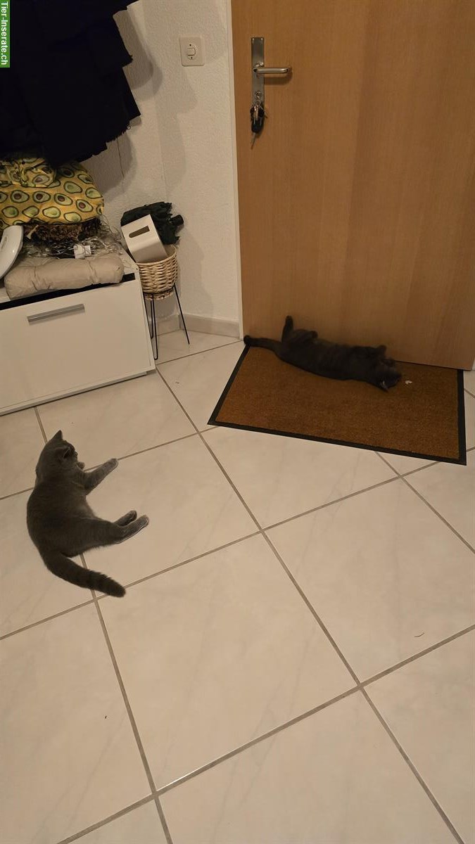 Bild 6: 2 BKH Katzen suchen schweren Herzens ein neues Zuhause