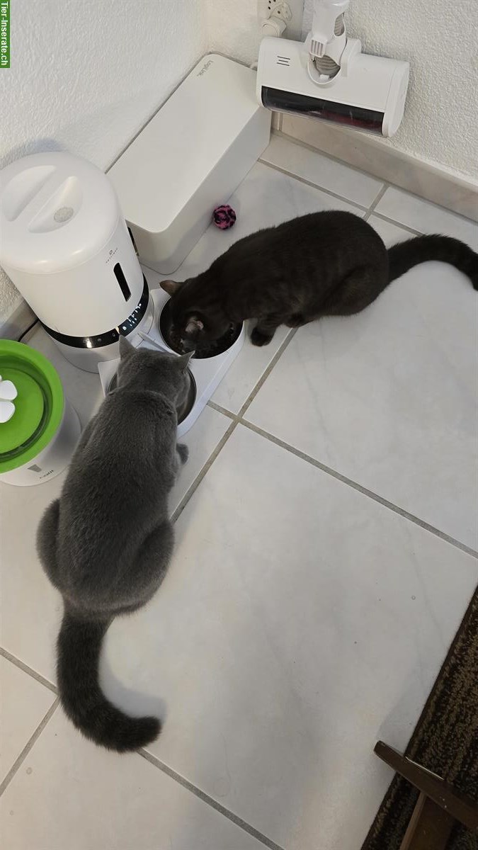 Bild 7: 2 BKH Katzen suchen schweren Herzens ein neues Zuhause