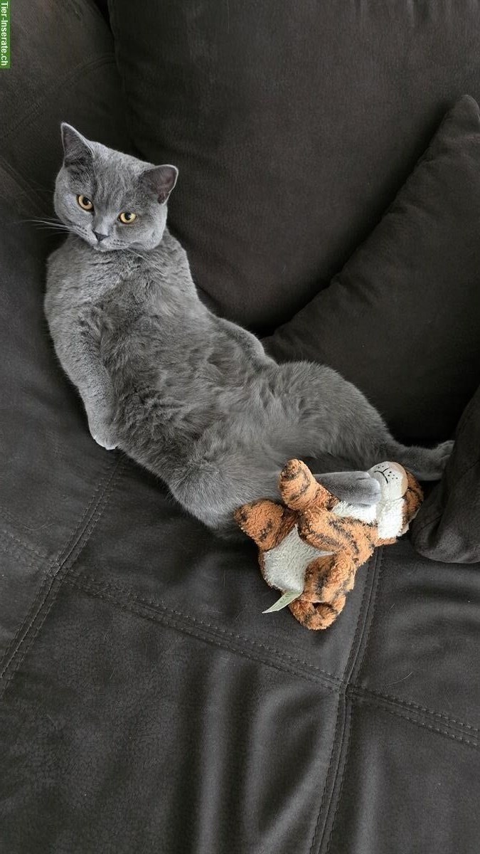 Bild 8: 2 BKH Katzen suchen schweren Herzens ein neues Zuhause