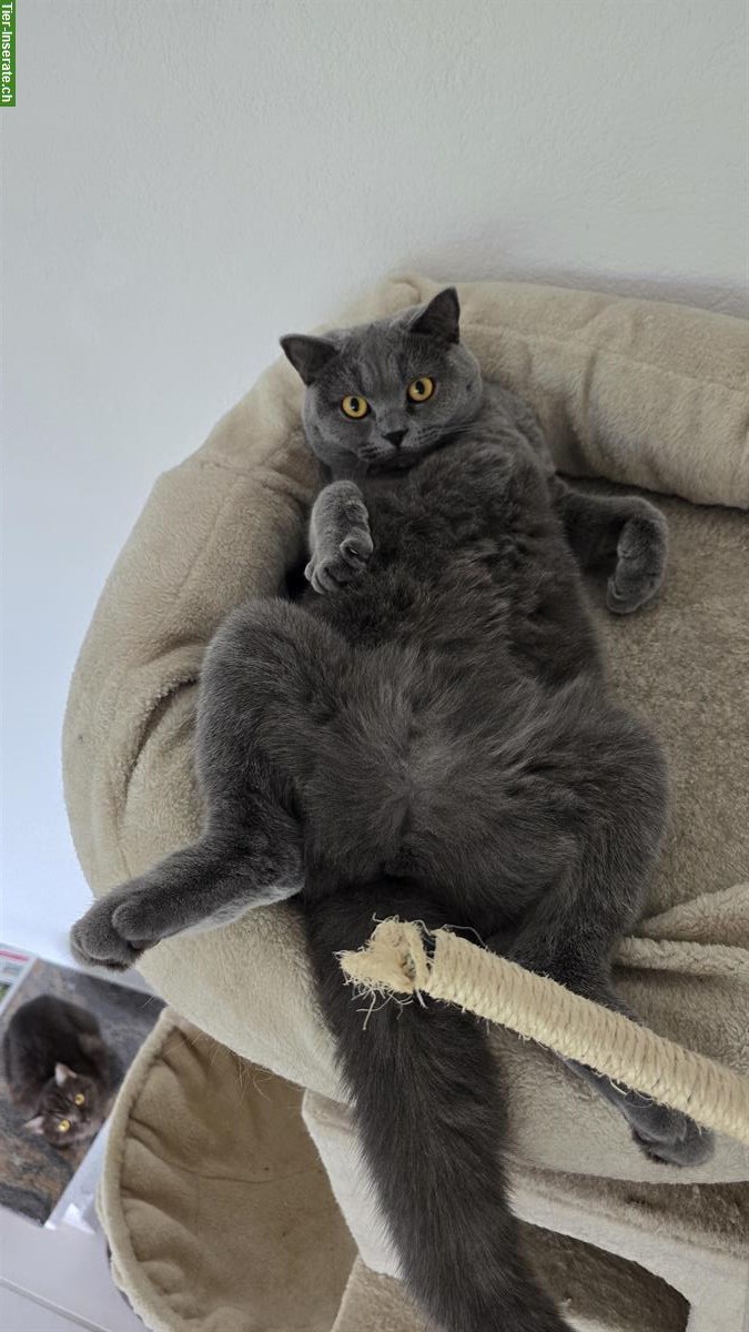 Bild 9: 2 BKH Katzen suchen schweren Herzens ein neues Zuhause