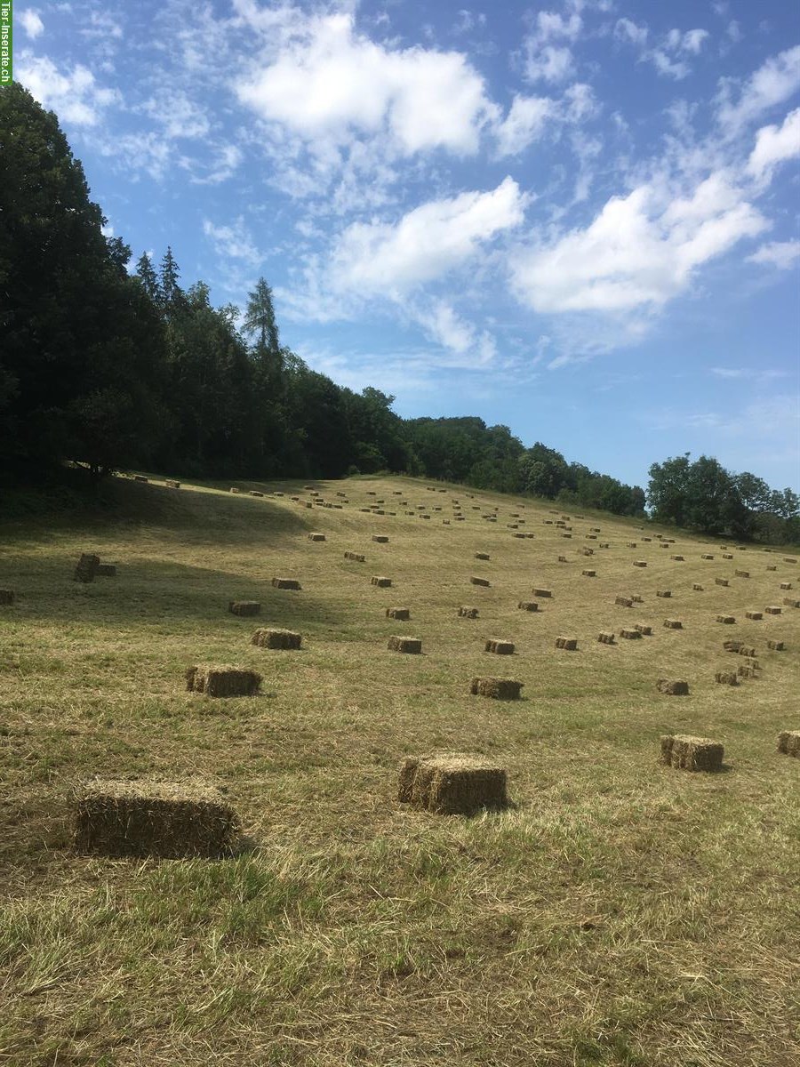 Pferdeheu in Kleinballen (feldgepresst) zu verkaufen