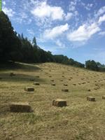 Pferdeheu in Kleinballen (feldgepresst) zu verkaufen
