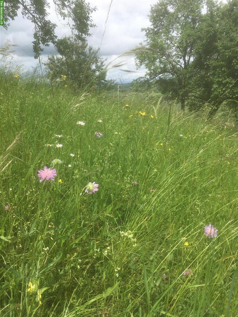Bild 2: Pferdeheu in Kleinballen (feldgepresst) zu verkaufen