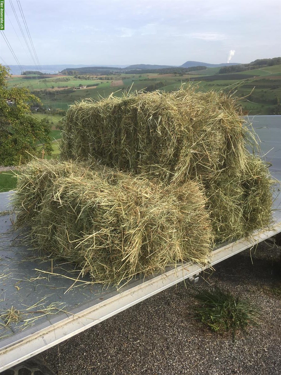 Bild 3: Pferdeheu in Kleinballen (feldgepresst) zu verkaufen