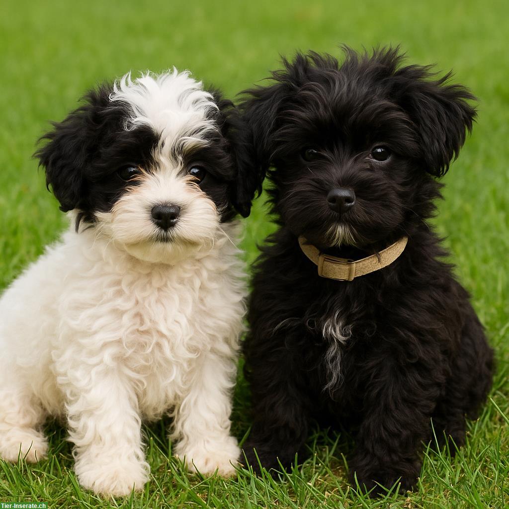 ShiPoo Welpen zu verkaufen, 1 Mädchen + 1 Junge