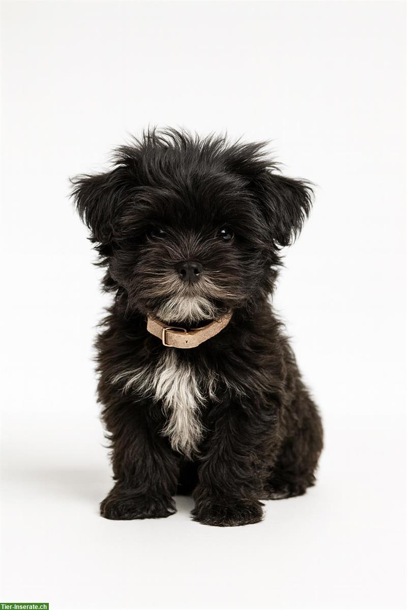 Bild 3: ShiPoo Welpen zu verkaufen, 1 Mädchen + 1 Junge