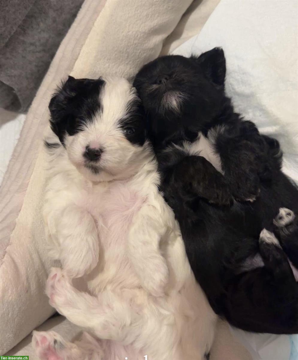Bild 4: ShiPoo Welpen zu verkaufen, 1 Mädchen + 1 Junge