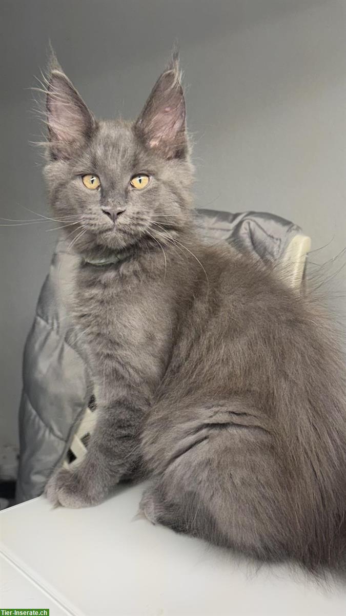 Bild 2: Maine Coon Kitten, männlich suchen ein Zuhause