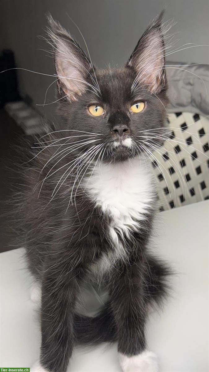 Bild 3: Maine Coon Kitten, männlich suchen ein Zuhause