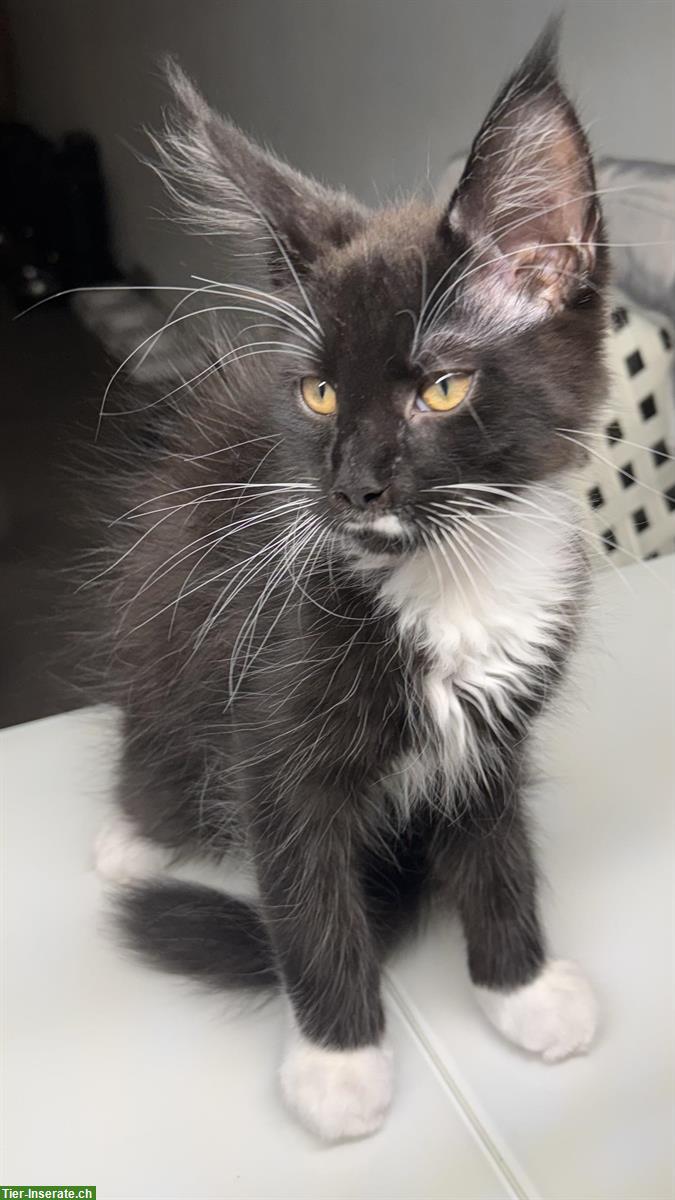 Bild 4: Maine Coon Kitten, männlich suchen ein Zuhause