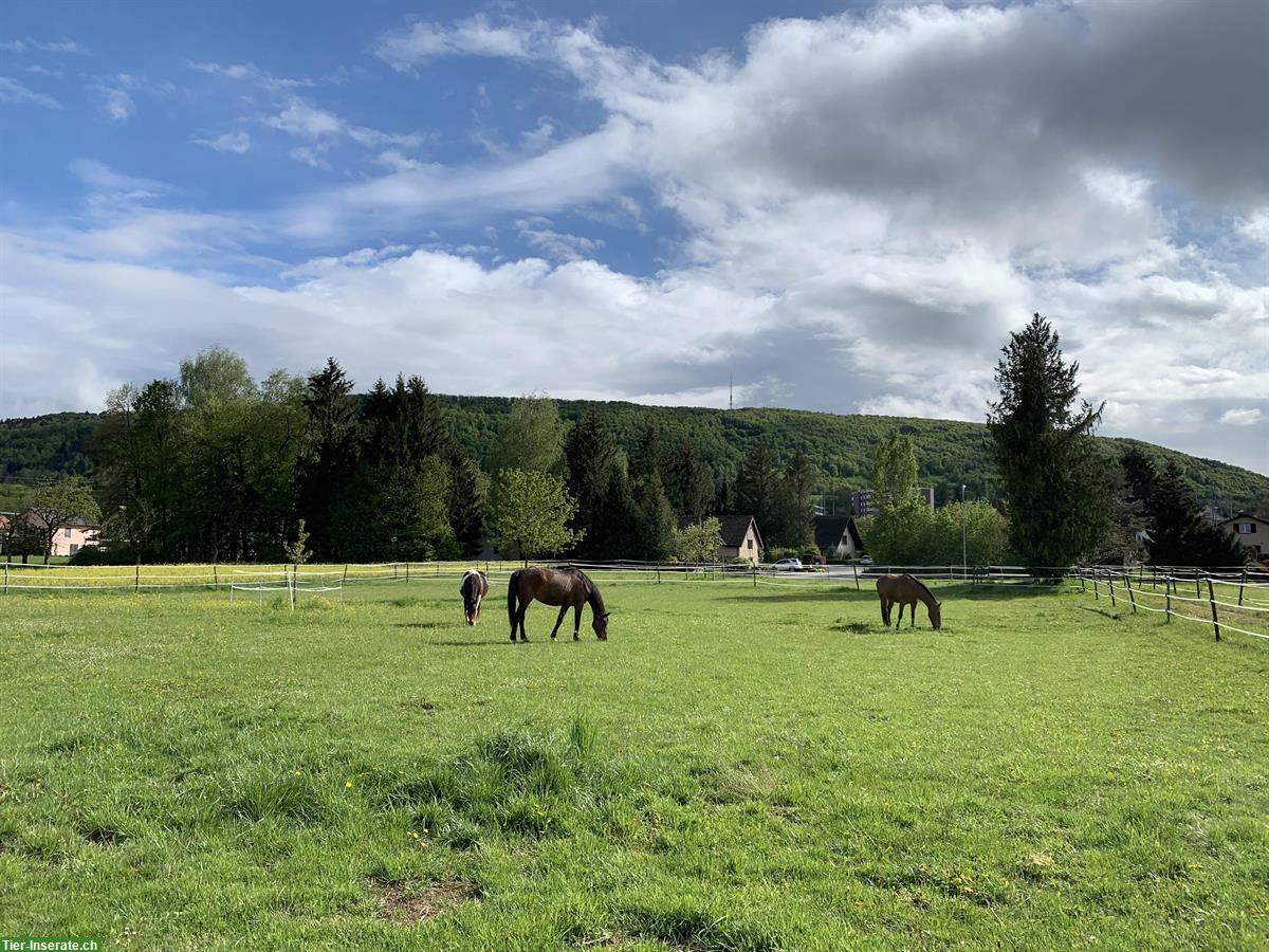 Bild 2: Kleiner Offenstall für 2 Pferde mit direkter Weide zu vermieten