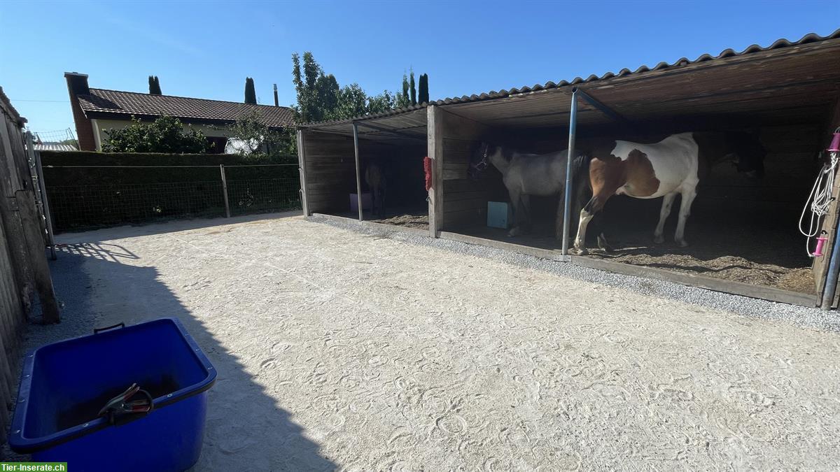 Bild 3: Kleiner Offenstall für 2 Pferde mit direkter Weide zu vermieten