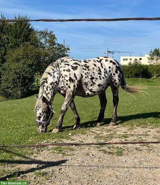 Schöne 7-jährige Noriker Stute abzugeben