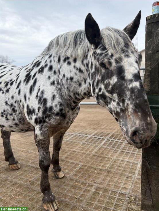 Bild 2: Schöne 7-jährige Noriker Stute abzugeben