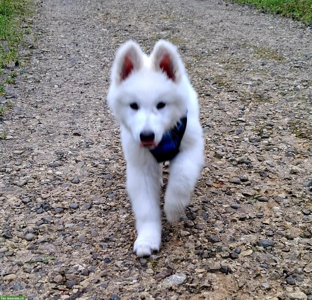 Weißer Schweizer Schäferhund Welpe vom Soul of old Shepherd