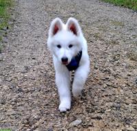 Weißer Schweizer Schäferhund Welpe vom Soul of old Shepherd