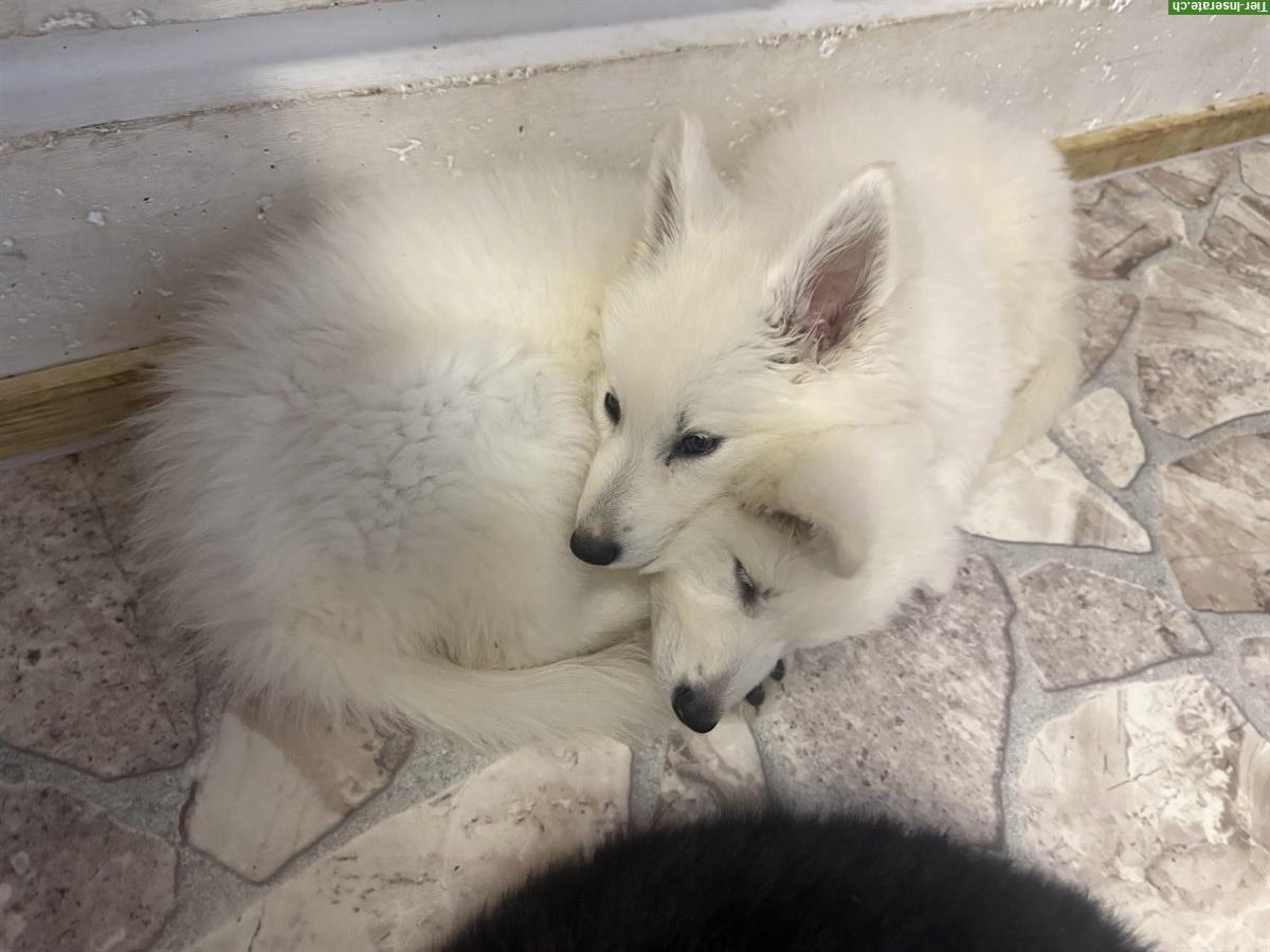 Bild 2: Weißer Schweizer Schäferhund Welpe vom Soul of old Shepherd