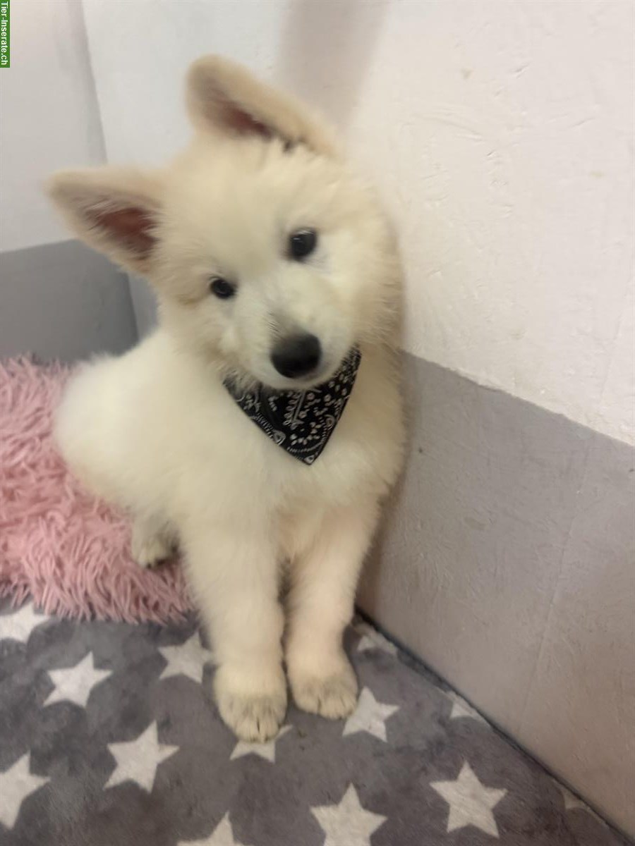 Bild 3: Weißer Schweizer Schäferhund Welpe vom Soul of old Shepherd