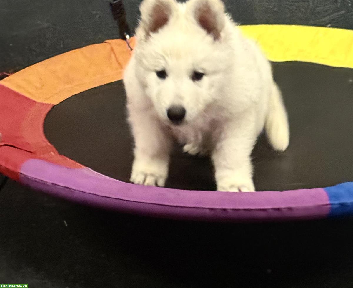 Bild 4: Weißer Schweizer Schäferhund Welpe vom Soul of old Shepherd