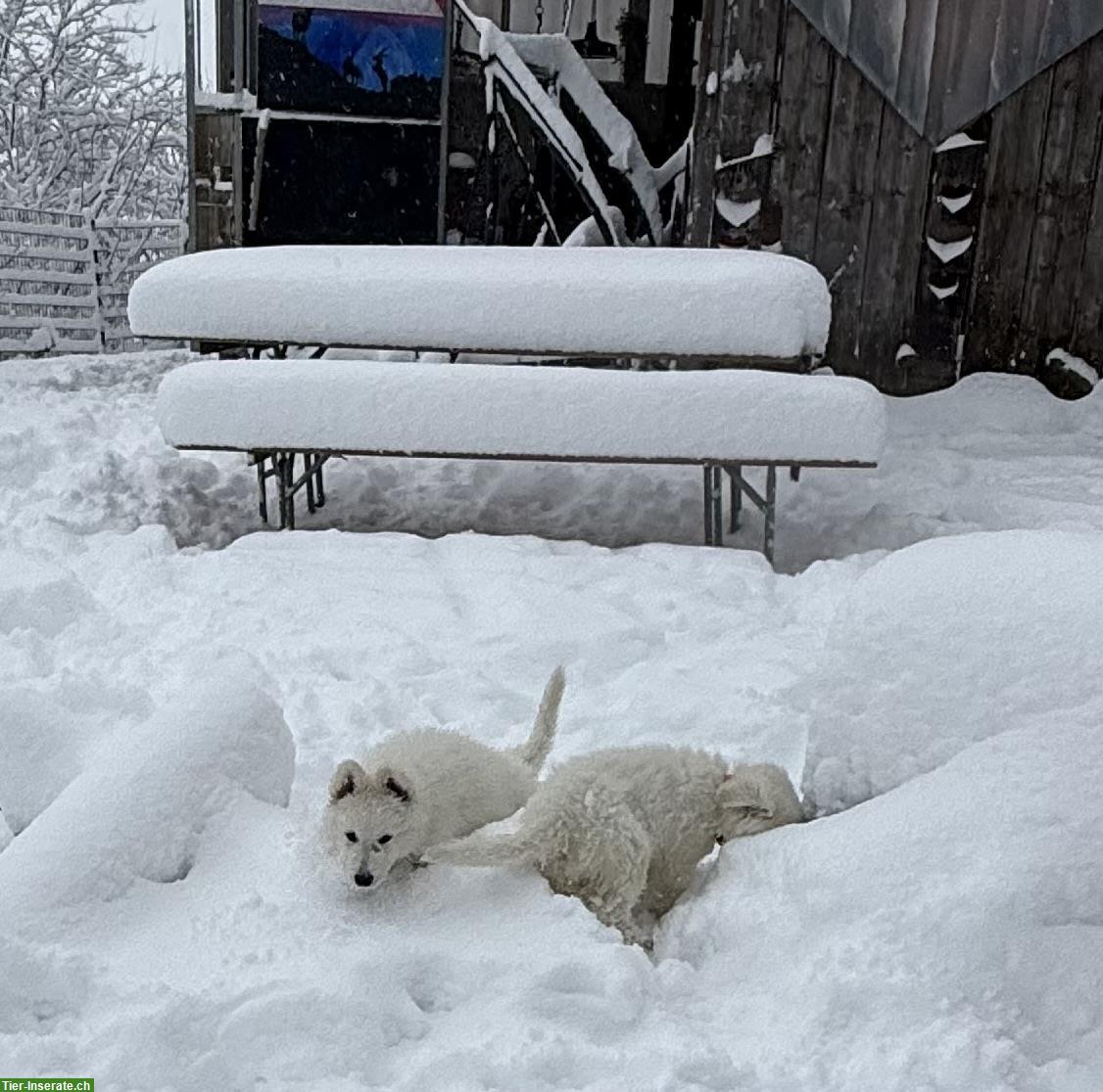 Bild 5: Weißer Schweizer Schäferhund Welpe vom Soul of old Shepherd