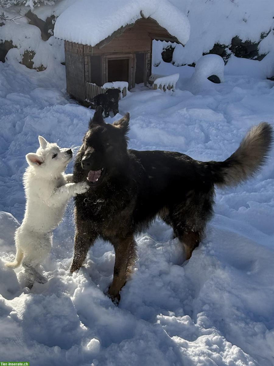 Bild 6: Weißer Schweizer Schäferhund Welpe vom Soul of old Shepherd