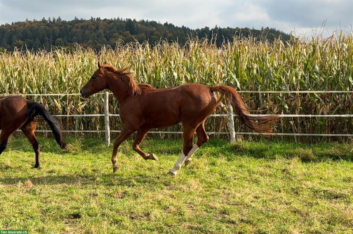 Schöner 6-jähriger Vollblutaraber Wallach zu verkaufen