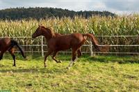 Schöner 6-jähriger Vollblutaraber Wallach zu verkaufen