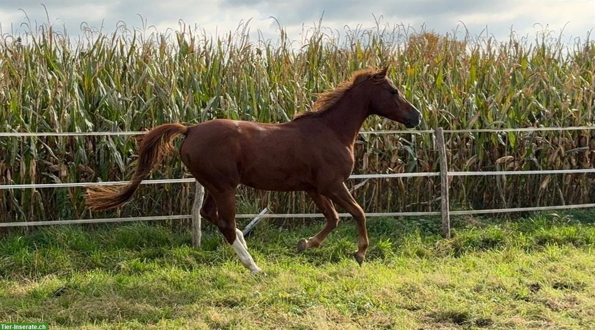 Bild 2: Schöner 6-jähriger Vollblutaraber Wallach zu verkaufen